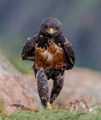 MobileqaN2's profile picture. 