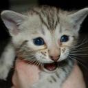 Joshua Dabbs - @Kenaekirin - Twitter