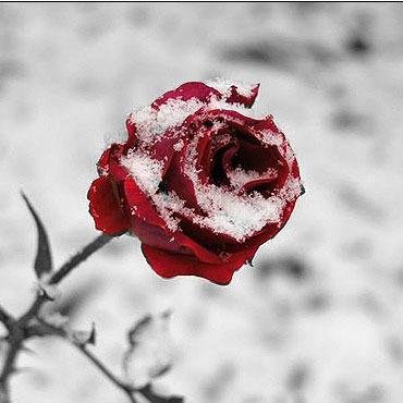 majchy123's profile picture. #lovingLinkinPark
#VampireDiaries