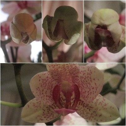 altermenn's profile picture. 