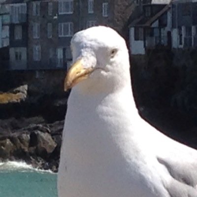 Flying High As A Bird ! Love Attacking Daft Humans ! Greedy As A Gannet !