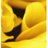 forevertango1's profile image