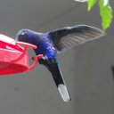 Maggie Cherry - @macherry_cherry - Twitter