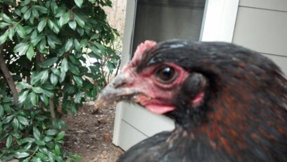 TXChickenMan's profile picture. 