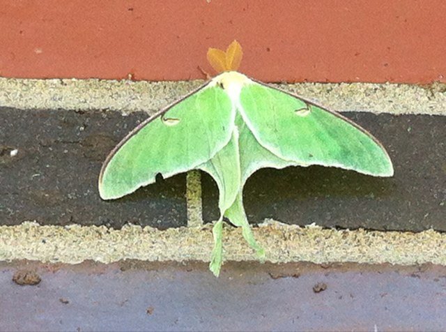 purvwest's profile picture. 