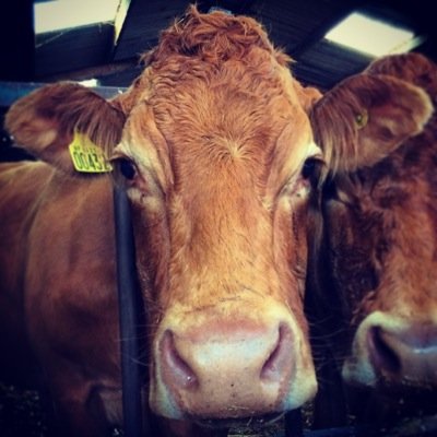 Pedigree Limousin & Beef Shorthorn cattle breeder. Self employed farm worker, shearer & tractor driver. Also, David Gethin Steel Fabrications (t. 07814 261967).