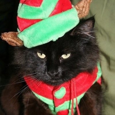 Santa's number one elf! I'm also a cat.