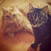 Mozart and Igor(@Mozart_and_Igor) 's Twitter Profile Photo