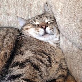 Where is Winston sleeping right now?