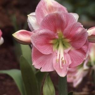 flowerbulbsrock's profile picture. 