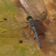 tonyprater67's profile picture. just your average nice guy