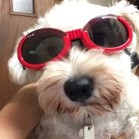 ひらりん (@hayhayhirarin) 's Twitter Profile
