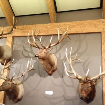 I like hunting elk, :)  :). :)  I like these United States and wish people would pull their heads out of their fourth points of contact :) :)!  I love my ~T!