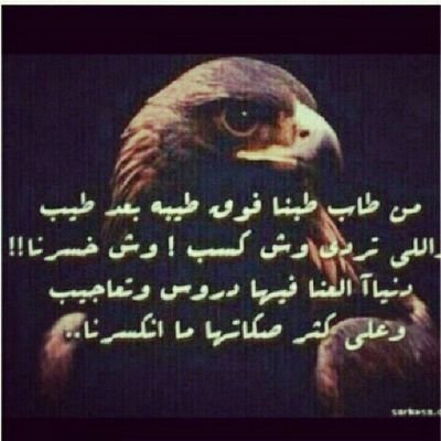 ‏مايذبح الرجال ويبيح خفاهـ
ويحز في نفسه ويلعن خامسه

الا كلام الناس لا جاء من وراهـ
واليا حضر كلن يجي ويخامسه