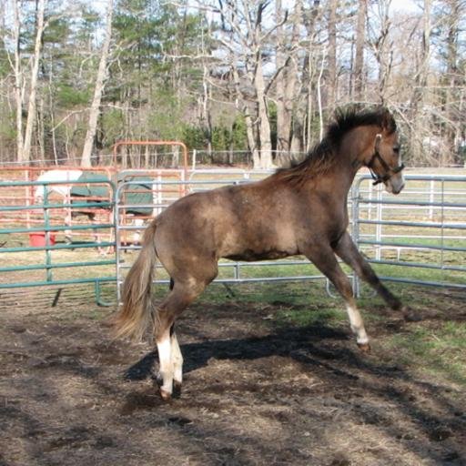 Mix opinionated, talented horses, fussy people, and a twisted sense of humor and you get Fuzzie Muzzle Equestrian, where the horses always have a tale to tell.