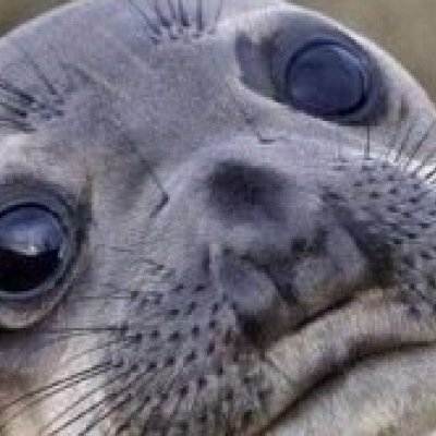 TranspeteGB's profile picture. 