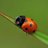 silentgrace7's profile image