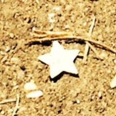 a cloud-watchin' desert rose. . .faith-walkin' on water. . .souljournin' to my promised land