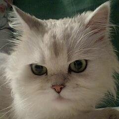 sylvan's profile picture. mixed media artist - I'll go wherever my heart takes me Ego cogito, ergo sum, sive existo 山川異域 風月同天 色即是空 空即是色 - BESTY(7=6)&starglow+taichi✨