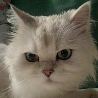 pen k🕊 (@sylvan) 's Twitter Profile