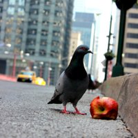 Pigeons of New York (@pigeonsofnyc) 's Twitter Profile