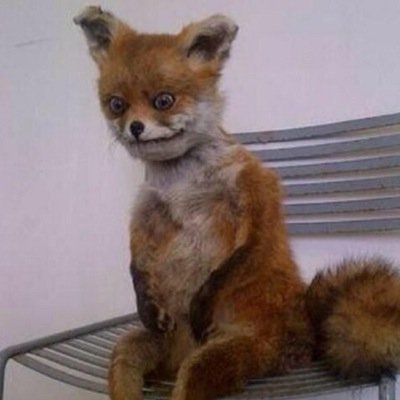 Very me. Much awkward. Da fox.
