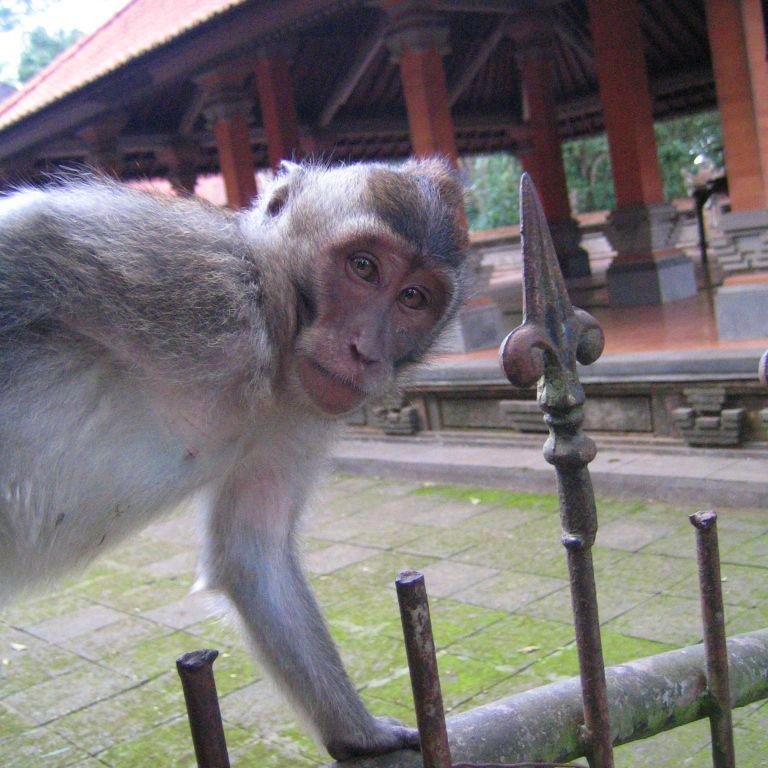 PhilAnimalMinds's profile picture. The Society for the Philosophy of Animal Minds