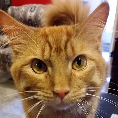 GrissomGus's profile picture. Let's go flyin right meow! #avgeek #avcat