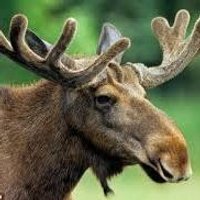 rob (@rchilt) 's Twitter Profile