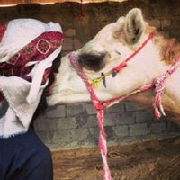سالم سيف الشامسي  (@sa2lem_) 's Twitter Profile