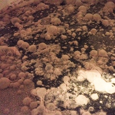 Brew_Fu's profile picture. Making good beer because we can.
#brettbeer #sourbeer #hoppybeer