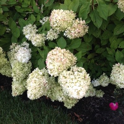 ChanVesan's profile picture. 