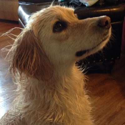 Helping folks train their new puppy and family dog. Let us help you build a better relationship with your dog through training tips.