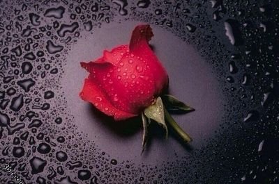 ‏‏جده