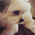 i love dogs