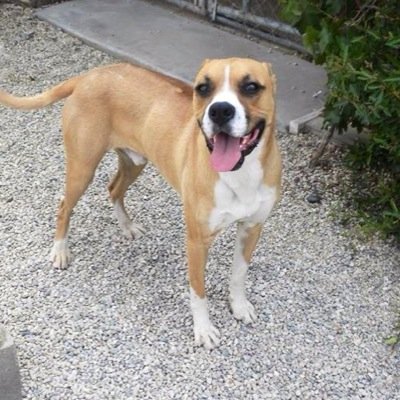 Lakersmafia's profile picture. L.A. Lakers, L.A. Angels, L.A. Kings, L.A. Rams fan.