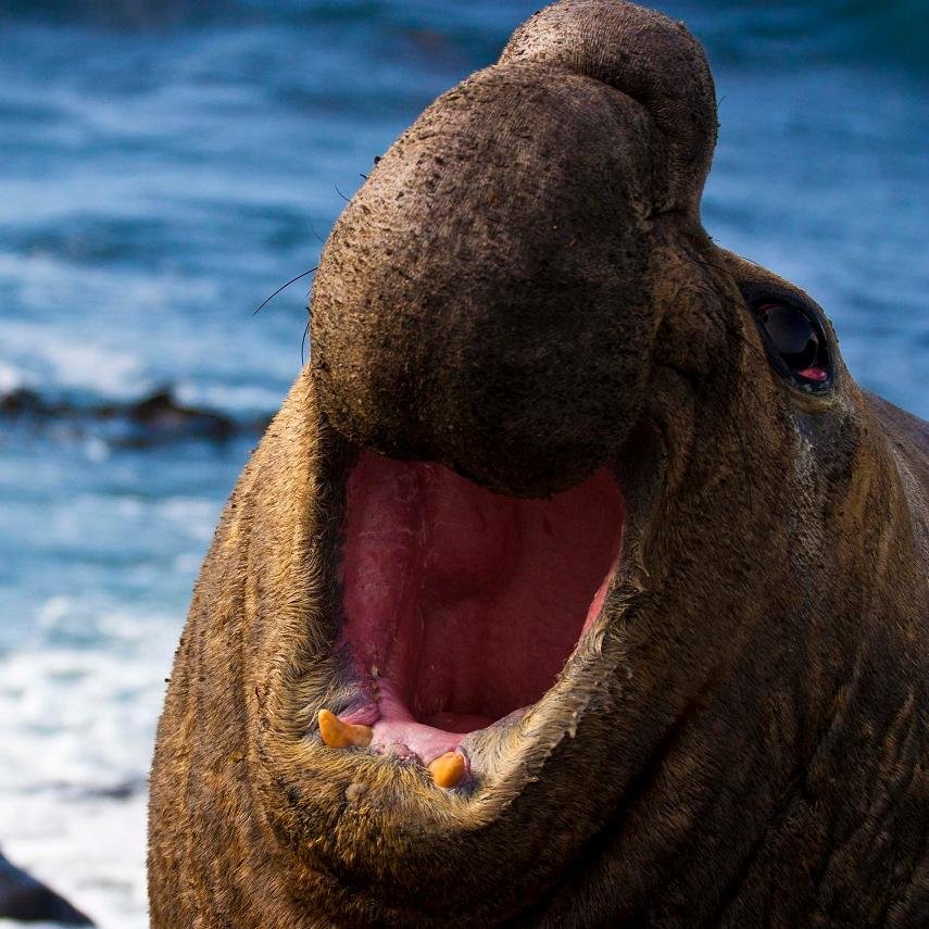 marionseals83's profile picture. Pinniped research on Sub-Antarctic Marion Island (46°54’S, 37° 45’E) by the Mammal Research Institute of the University of Pretoria.