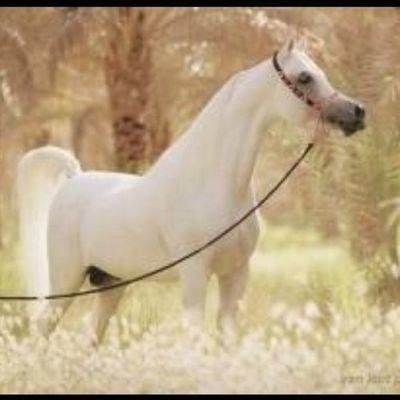 اتنزِفُ أقلآمُنآ الكلِمآت فلآ نعلم أتُصيبُ منَ نُريد أم تبقىٓ مُجرد صفحآت يقرأهآ البعيدْ