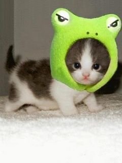 peterrabbit018's profile picture. 