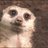 meerkats anon