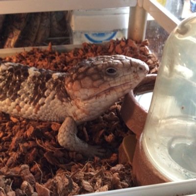 ニシマツカサpr エメツリ バナスパ飼ってます（＾∇＾）
ヨロシクです（￣+ー￣）