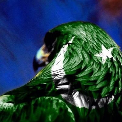 0centigrade's profile picture. Pro Web & Graphic Designer