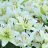 St_Lily_Blossom's profile image