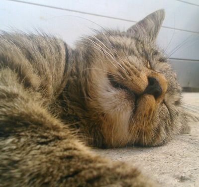 Hiii! My name is Rys :3 But everyone tells me Ryšo or Ryso :3 follow me and I follow you back :3 My best friend is @MurkoTheCat