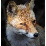 GermanoGentile's profile picture. Cuoco Italiano Cucina Emilianoromagnola