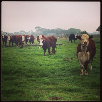 We're your local farm in bonnockburn that produce 100% grass fed beef and lamb, and bring you the ultimate paddock to plate experience