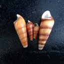 Catherine Cheetham - @persiancat888 - Twitter