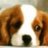 saucalinme's profile image
