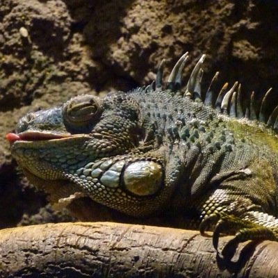 JivacoiLのパスワードを忘れてしまった。 cの29