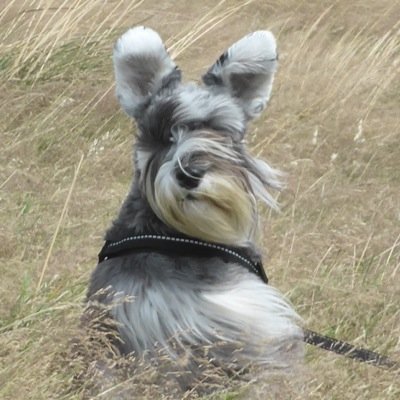 Mischevious, happy little Schnauzers. Love life and the World. Here to make people smile and protect the environment for walkies.